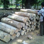 Alat bukti berupa kayu siap jual di amankan polisi